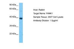 FANK1 Antibody, Novus Biologicals 100 &mu;L; Unconjugated:Antibodies, Polyclonal